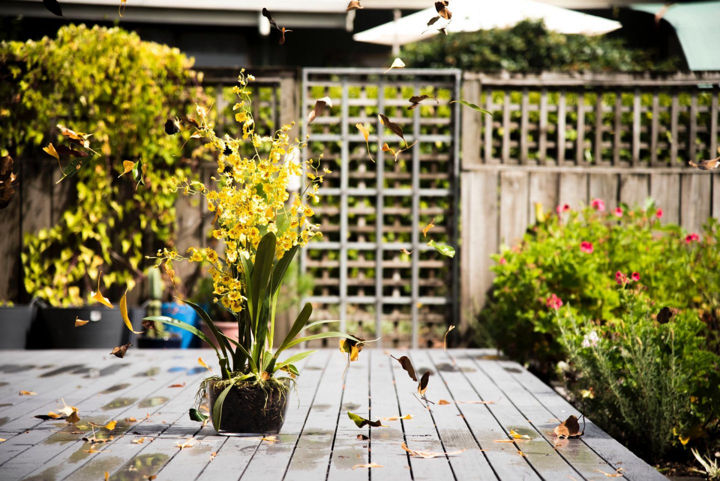 , Planning a Garden That’s Always Ready to Enjoy All Year Round