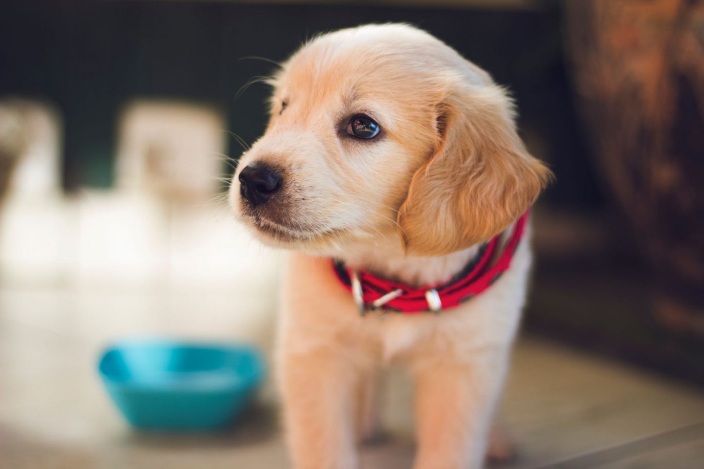 , The Practicality of Feeding a Puppy Raw Food