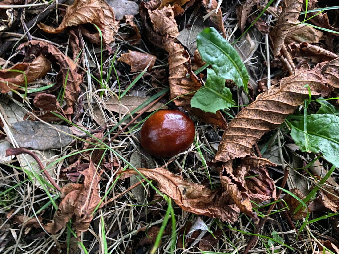 autumn traditions collecting conkers