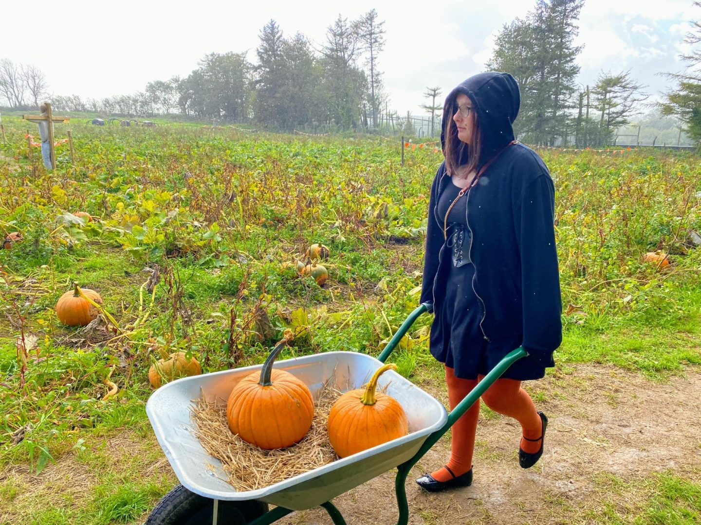Blogtober autumn traditions pumpkin picking
