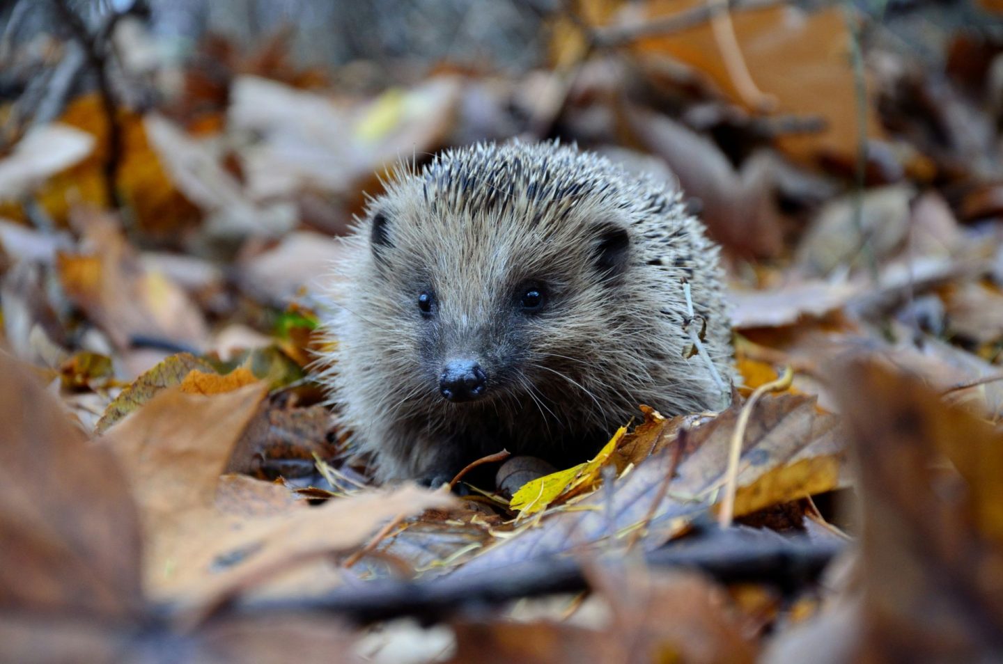 , Autumn- Time to Slow Down #Blogtober 2024 Day 16