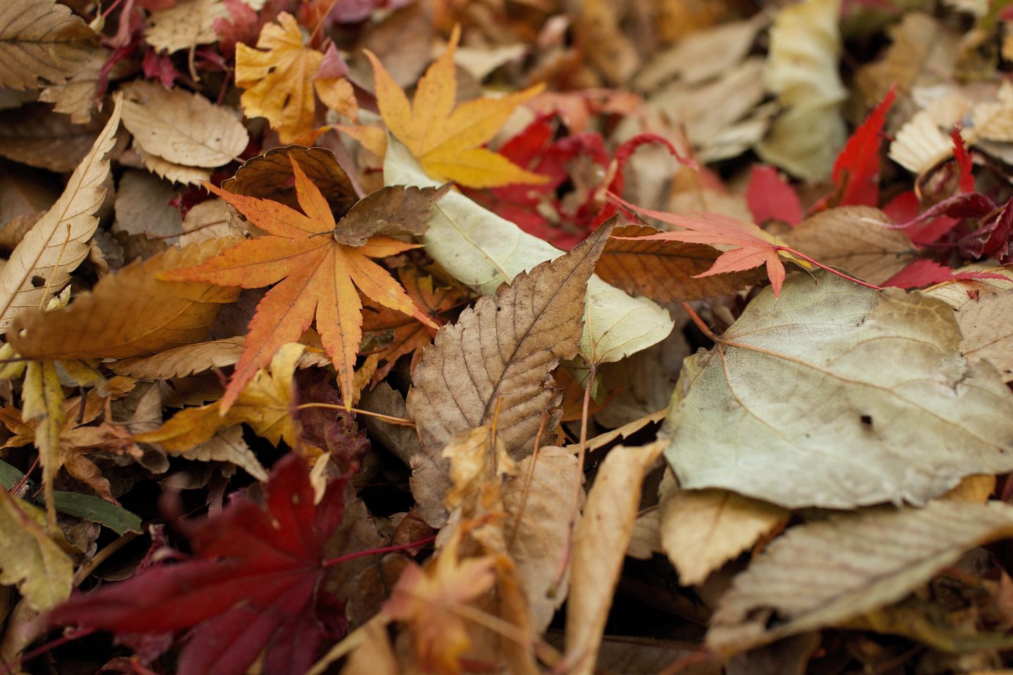Blogtober Autumn October Wishlist